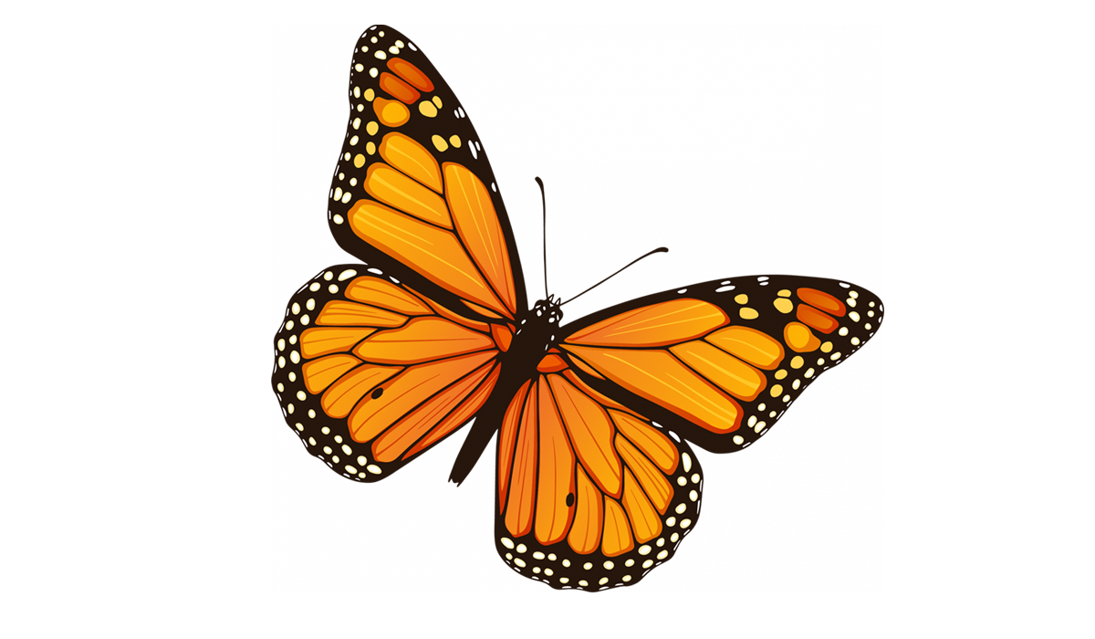 Monarch Butterfly